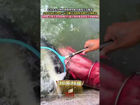 長達幾十分鐘的頑強博弈眼看就要完美謝幕 大魚在最後1秒用一記無懈可擊的肉身破甲完成絕殺 釣魚 意外 萬萬沒想到 fis…