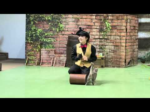 ラパちゃんの〜🤭 MCおねえさんデビュー戦！なかなか見れない猫によるショー ザ・キャッツ　那須どうぶつ王国にて　202… サムネイル