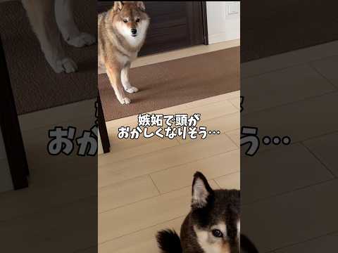 なぜか報われない胡麻柴12歳