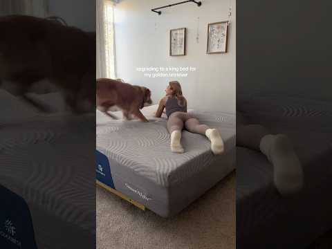 My Dog kissed me in my room yum🥵india retreiver dog puppy g… サムネイル