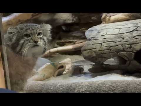 堂々とガラス前をランウェイするクリョンくん　マヌルネコ　上野動物園にて　2026年2月6日