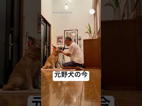 人を知らなかった元野犬の今　　元野犬　犬　保護犬　犬のいる暮らし かわいい犬 サムネイル