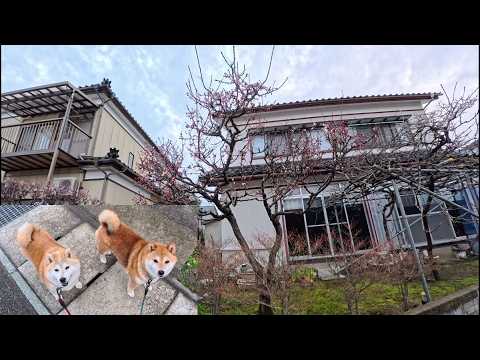 春だなぁと足を止めるとオヤツだな！と期待の眼差しが飛んできます サムネイル