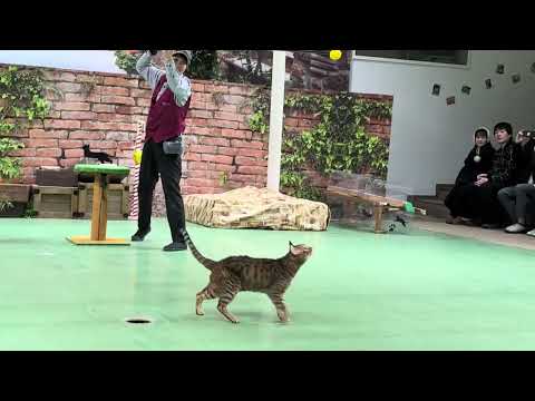 ウーロンのハンティング！なかなか見れない猫によるショー ザ・キャッツ　那須どうぶつ王国にて　2026年2月1日 サムネイル
