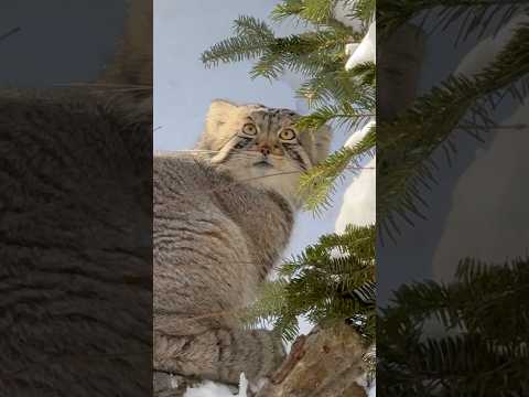 shorts お空を見渡すナゴムくん　マヌルネコ　那須どうぶつ王国にて　2026年1月12日 サムネイル