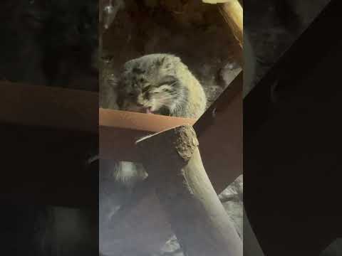 shorts 顔を洗うクリョンくん　マヌルネコ　上野動物園にて　2026年2月6日 サムネイル