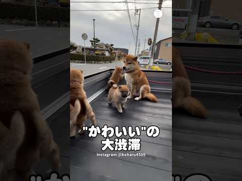 かわいいの大渋滞…軽トラに柴犬が集まりすぎた　柴犬　犬　子犬　かわいい　かわいい犬 サムネイル