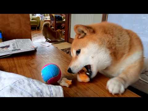 2026年4月25日(土) 元気に仲良く家宅侵入したものの、遊ぶ相手のお母さんをとられてしまう末っ子ちゃん サムネイル