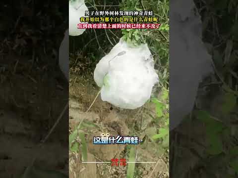 男子在野外樹林發現的神奇青蛙 意外 神奇 神奇動物在 amazing animals nature shorts サムネイル