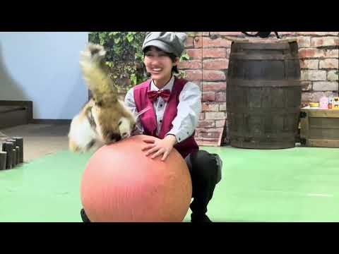 本日のナツメくんは⁈ 2025年キャッツ納め！なかなか見れない猫によるショー ザ・キャッツ　那須どうぶつ王国にて　20… サムネイル