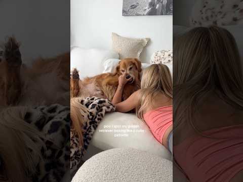 coming home to my golden retriever❤️india retreiver dog pup… サムネイル