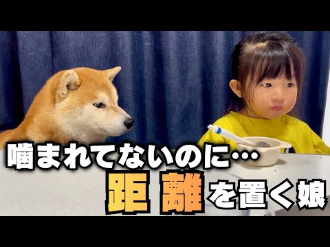 噛まれた訳じゃないのに、柴犬と距離を置くようになった2歳の娘… サムネイル