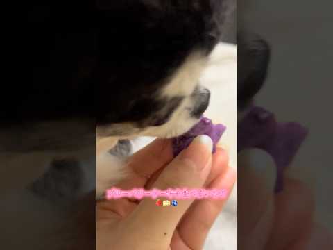 ブルーベリーケーキを食べるチワワのいちご サムネイル