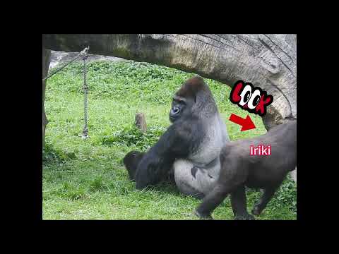 gorilla D'jeeco dad & Iriki mom & son Ringo 4y11m old. shor… サムネイル