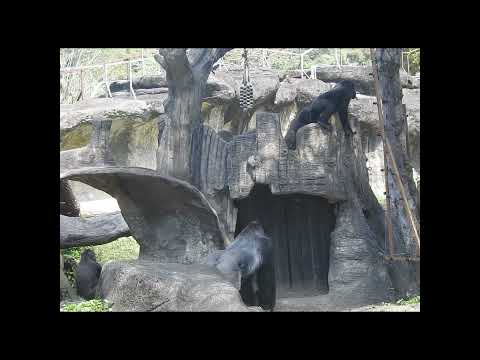 chest beating.little gorilla Ringo 4y9m old.shorts. I Just… サムネイル