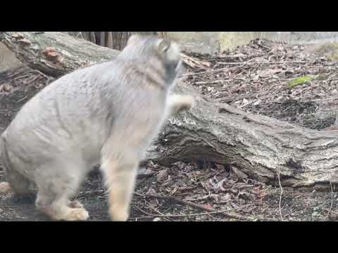 シッポプルプル ナゴムくん　マヌルネコ　2025年12月31日 サムネイル