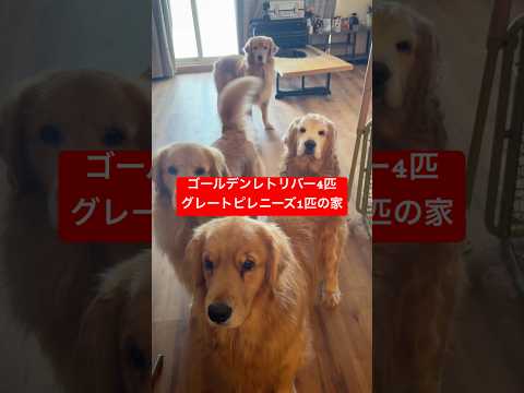 渋滞して通れませんshorts 犬ゴールデンレトリバー グレートピレニーズ 多頭飼い サムネイル