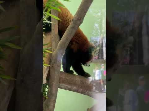 shorts ゆうちゃんと〜メイメイ母さん　レッサーパンダ　千葉市動物公園にて　2026年2月23日 サムネイル