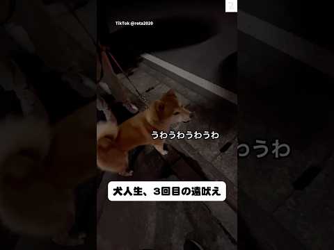 柴犬の遠吠え、なぜか『うわうわうわ』　柴犬　犬　遠吠え　犬のいる暮らし 柴犬のいる暮らし サムネイル