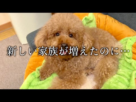 新しい家族が増えたのに… サムネイル