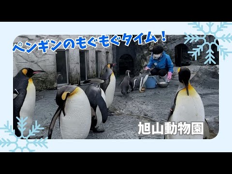 【旭山動物園】ペンギンのもぐもぐタイム！🐧🐟[Asahiyama Zoo] Penguin munching time! サムネイル