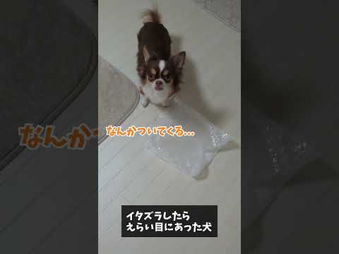 イタズラしたらえらい目にあったチワワ犬 shorts サムネイル