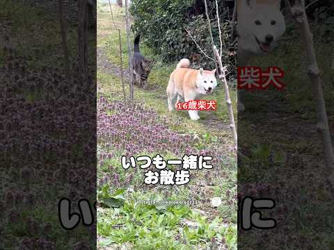 16歳柴犬ヨチヨチ歩く姿、後ろから猫がついてくる　　柴犬　犬　かわいい犬 癒し　犬のいる暮らし サムネイル