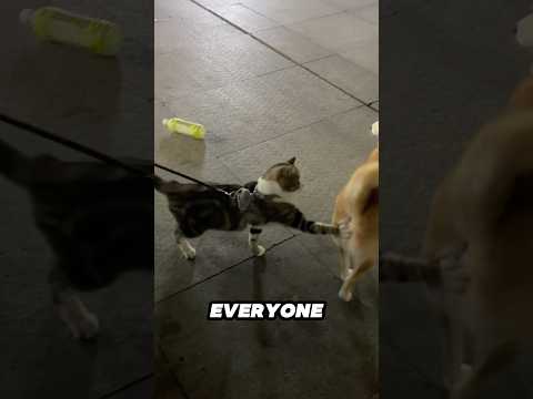 This cat is so naughty and it's hilarious 😂 サムネイル