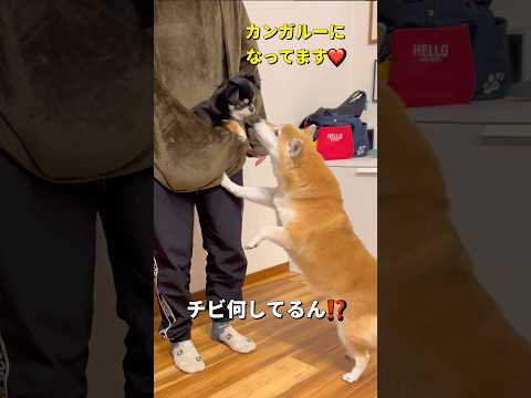 カンガルーチビ🐶⁉️柴犬 チワワ shorts サムネイル