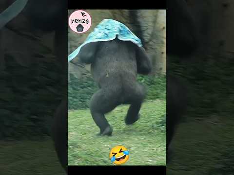 funny Tayari beating chest at muntjac gorilla gorillatag ta… サムネイル