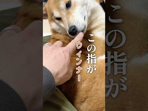 この素材やめられない 柴犬 サムネイル
