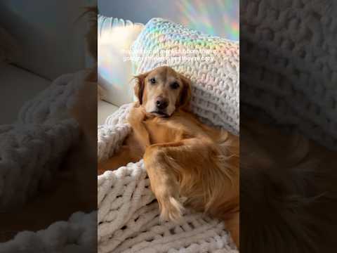 coming home to my golden retriever🥵goldenretreivers dog pup… サムネイル
