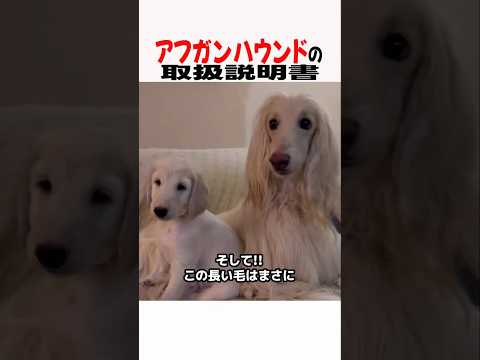 アフガンハウンドの取扱説明書　アフガンハウンド 大型犬 大型犬のいる生活 大型犬のいる暮らし 犬好きさんと繋がりたい… サムネイル