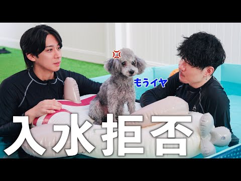 🐶泳ぐのが苦手な愛犬、今年でプールを引退します。 サムネイル