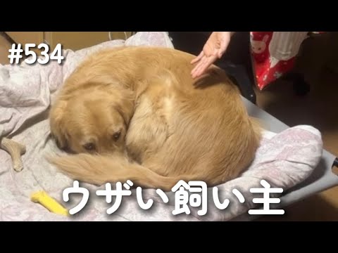 引越し前日【ゴールデンレトリバー】 サムネイル