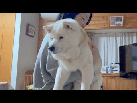 １日の中で１番楽しみな時間を終え、脱力感MAXの虚無顔で寝かしつけられるぬいぐるみみたいな柴犬 サムネイル