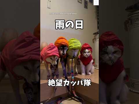 雨の日、カッパ拒否で絶望する柴犬と余裕の猫　柴犬　犬　猫　雨 shorts サムネイル