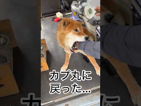 ’26.6.6  力丸のブラッシング… 柴犬 shibainu 柴犬のいる暮らし 柴犬の日常 換毛期 よだれ 力丸