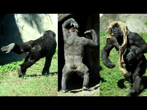 Gorilla Jabali & Ringo cute & funny playing金剛猩猩Jabali可愛玩耍手勢… サムネイル