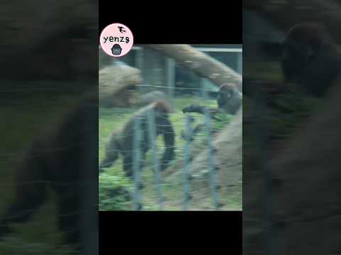 Tayari playing with his son Jabali gorilla gorillatag taipe… サムネイル
