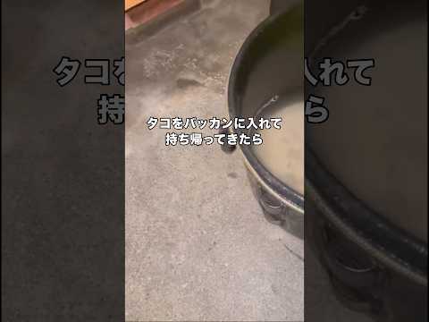 タコを生きたままお持ち帰りしたらとんでもない事態になりました タコ タコ釣り 釣り shorts サムネイル