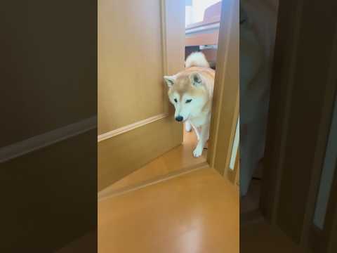 柴犬福 兄の部屋に登場する柴犬🤣Comind Shiba🤣shorts japanesedog shibainu 柴犬… サムネイル