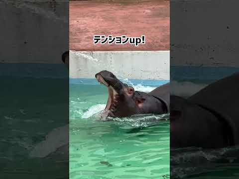 お水でまんぷく！東武動物公園 癒し 動物 カバ動物園