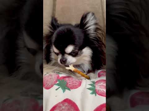 ガムを食べるチワワのいちご shorts チワワ chihuahua サムネイル