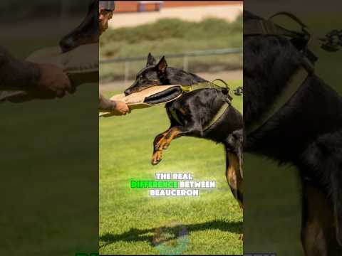 The REAL Difference Between Beaucerons and Dobermans shorts…