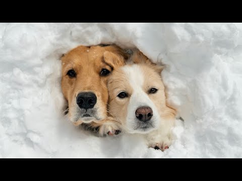 【犬と田舎暮らし】想像以上に雪が積もって古民家の庭が埋もれました..😂【ボーダーコリー・ゴールデンレトリバー】shor… サムネイル