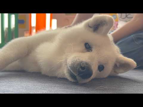 大好きな柴犬がいつまでも元気でいられるように、新しい試みを始めました。【スペシャルゲスト】