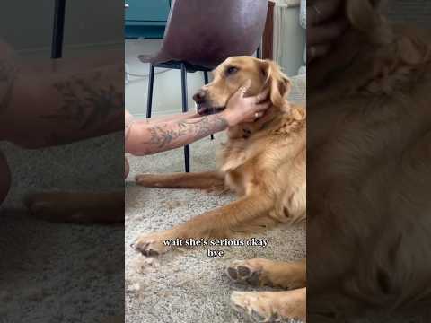 coming home to my golden retriever🥵 goldenretreiver dog ind… サムネイル
