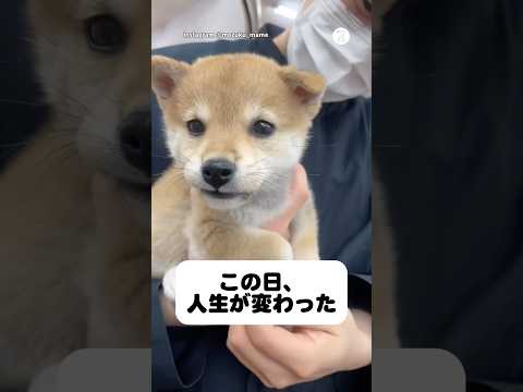 家に来て1年。出会った日から始まった物語　柴犬　犬　子犬　かわいい　犬のいる暮らし サムネイル