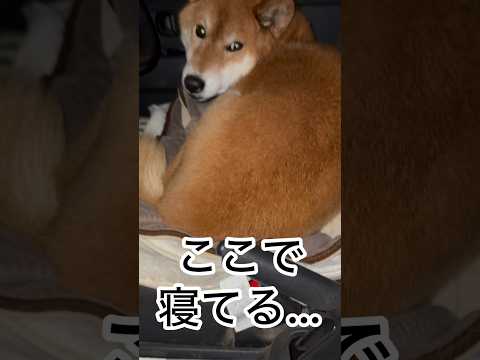 ’26.2.20 力丸とのすれ違い… 柴犬 shibainu 柴犬のいる暮らし 柴犬の日常 遊ぶ犬 車中泊犬 力丸 サムネイル